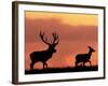 Silhouette of Red Deer Stag and Doe at Sunset, Dyrehaven, Denmark-Edwin Giesbers-Framed Photographic Print