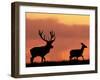 Silhouette of Red Deer Stag and Doe at Sunset, Dyrehaven, Denmark-Edwin Giesbers-Framed Photographic Print