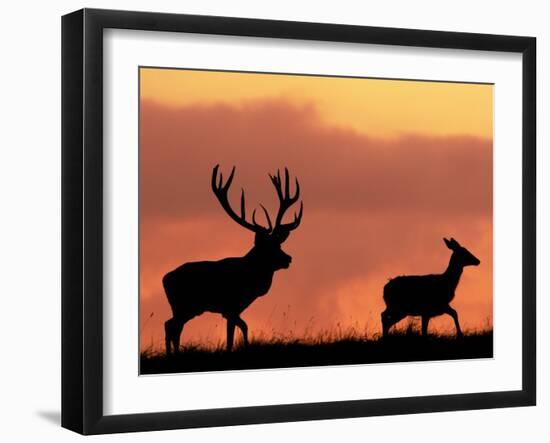 Silhouette of Red Deer Stag and Doe at Sunset, Dyrehaven, Denmark-Edwin Giesbers-Framed Photographic Print