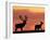 Silhouette of Red Deer Stag and Doe at Sunset, Dyrehaven, Denmark-Edwin Giesbers-Framed Photographic Print