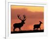 Silhouette of Red Deer Stag and Doe at Sunset, Dyrehaven, Denmark-Edwin Giesbers-Framed Photographic Print