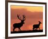 Silhouette of Red Deer Stag and Doe at Sunset, Dyrehaven, Denmark-Edwin Giesbers-Framed Photographic Print