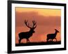 Silhouette of Red Deer Stag and Doe at Sunset, Dyrehaven, Denmark-Edwin Giesbers-Framed Photographic Print