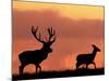 Silhouette of Red Deer Stag and Doe at Sunset, Dyrehaven, Denmark-Edwin Giesbers-Mounted Photographic Print