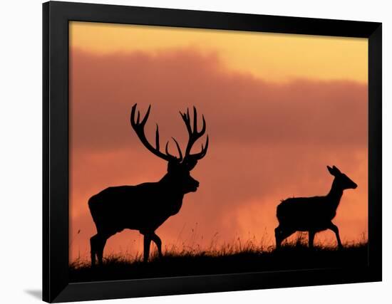 Silhouette of Red Deer Stag and Doe at Sunset, Dyrehaven, Denmark-Edwin Giesbers-Framed Photographic Print