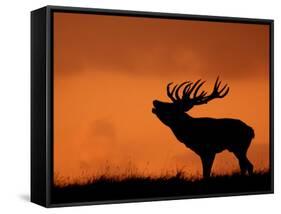 Silhouette of Red Deer Stag Calling at Sunset, Dyrehaven, Denmark-Edwin Giesbers-Framed Stretched Canvas