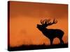 Silhouette of Red Deer Stag Calling at Sunset, Dyrehaven, Denmark-Edwin Giesbers-Stretched Canvas