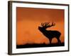 Silhouette of Red Deer Stag Calling at Sunset, Dyrehaven, Denmark-Edwin Giesbers-Framed Photographic Print