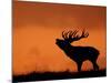 Silhouette of Red Deer Stag Calling at Sunset, Dyrehaven, Denmark-Edwin Giesbers-Mounted Photographic Print