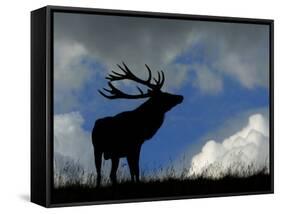 Silhouette of Red Deer Stag, Dyrehaven, Denmark-Edwin Giesbers-Framed Stretched Canvas