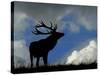 Silhouette of Red Deer Stag, Dyrehaven, Denmark-Edwin Giesbers-Stretched Canvas