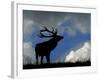 Silhouette of Red Deer Stag, Dyrehaven, Denmark-Edwin Giesbers-Framed Photographic Print