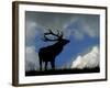 Silhouette of Red Deer Stag, Dyrehaven, Denmark-Edwin Giesbers-Framed Photographic Print