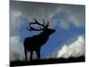 Silhouette of Red Deer Stag, Dyrehaven, Denmark-Edwin Giesbers-Mounted Photographic Print