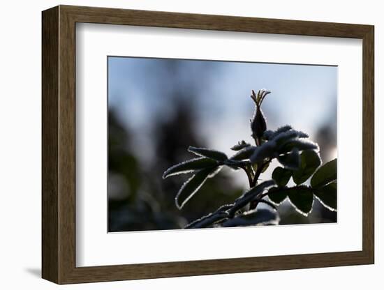 Silhouette of Rose bud with frost-Paivi Vikstrom-Framed Photographic Print