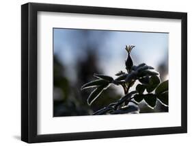 Silhouette of Rose bud with frost-Paivi Vikstrom-Framed Photographic Print