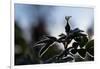 Silhouette of Rose bud with frost-Paivi Vikstrom-Framed Photographic Print