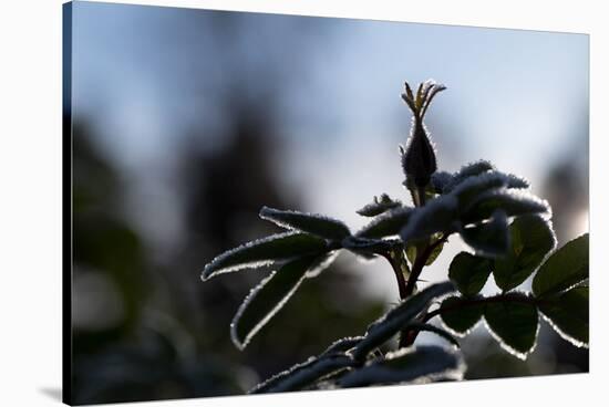 Silhouette of Rose bud with frost-Paivi Vikstrom-Stretched Canvas