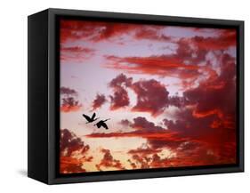 Silhouette of Roseate Spoonbills in Flight at Sunset, Tampa Bay, Florida, USA-Jim Zuckerman-Framed Stretched Canvas