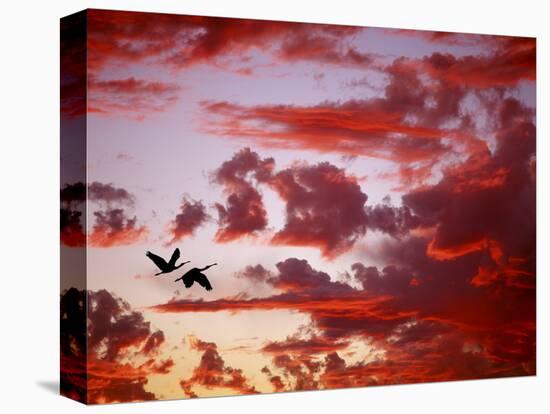 Silhouette of Roseate Spoonbills in Flight at Sunset, Tampa Bay, Florida, USA-Jim Zuckerman-Stretched Canvas