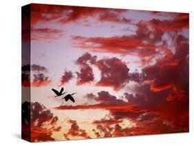 Silhouette of Roseate Spoonbills in Flight at Sunset, Tampa Bay, Florida, USA-Jim Zuckerman-Stretched Canvas