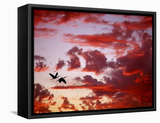 Silhouette of Roseate Spoonbills in Flight at Sunset, Tampa Bay, Florida, USA-Jim Zuckerman-Framed Stretched Canvas