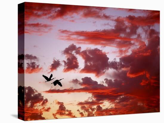 Silhouette of Roseate Spoonbills in Flight at Sunset, Tampa Bay, Florida, USA-Jim Zuckerman-Stretched Canvas