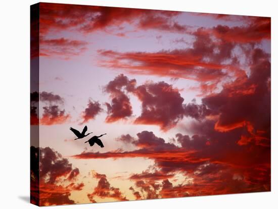 Silhouette of Roseate Spoonbills in Flight at Sunset, Tampa Bay, Florida, USA-Jim Zuckerman-Stretched Canvas