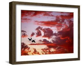 Silhouette of Roseate Spoonbills in Flight at Sunset, Tampa Bay, Florida, USA-Jim Zuckerman-Framed Photographic Print