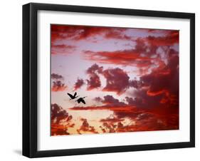 Silhouette of Roseate Spoonbills in Flight at Sunset, Tampa Bay, Florida, USA-Jim Zuckerman-Framed Photographic Print