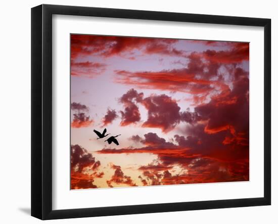 Silhouette of Roseate Spoonbills in Flight at Sunset, Tampa Bay, Florida, USA-Jim Zuckerman-Framed Photographic Print