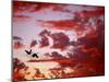 Silhouette of Roseate Spoonbills in Flight at Sunset, Tampa Bay, Florida, USA-Jim Zuckerman-Mounted Photographic Print