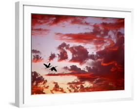 Silhouette of Roseate Spoonbills in Flight at Sunset, Tampa Bay, Florida, USA-Jim Zuckerman-Framed Photographic Print