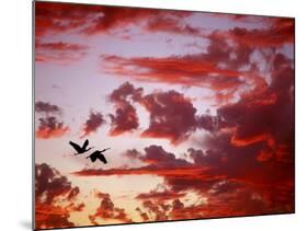 Silhouette of Roseate Spoonbills in Flight at Sunset, Tampa Bay, Florida, USA-Jim Zuckerman-Mounted Photographic Print