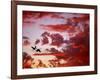 Silhouette of Roseate Spoonbills in Flight at Sunset, Tampa Bay, Florida, USA-Jim Zuckerman-Framed Photographic Print