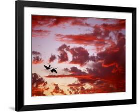 Silhouette of Roseate Spoonbills in Flight at Sunset, Tampa Bay, Florida, USA-Jim Zuckerman-Framed Photographic Print