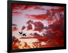 Silhouette of Roseate Spoonbills in Flight at Sunset, Tampa Bay, Florida, USA-Jim Zuckerman-Framed Photographic Print