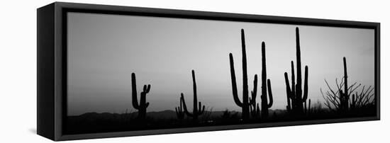 Silhouette of Saguaro Cacti (Carnegiea Gigantea) on a Landscape, Saguaro National Park, Tucson-null-Framed Stretched Canvas