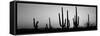 Silhouette of Saguaro Cacti (Carnegiea Gigantea) on a Landscape, Saguaro National Park, Tucson-null-Framed Stretched Canvas