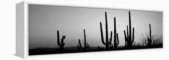 Silhouette of Saguaro Cacti (Carnegiea Gigantea) on a Landscape, Saguaro National Park, Tucson-null-Framed Stretched Canvas