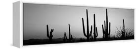 Silhouette of Saguaro Cacti (Carnegiea Gigantea) on a Landscape, Saguaro National Park, Tucson-null-Framed Stretched Canvas