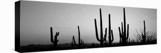 Silhouette of Saguaro Cacti (Carnegiea Gigantea) on a Landscape, Saguaro National Park, Tucson-null-Stretched Canvas
