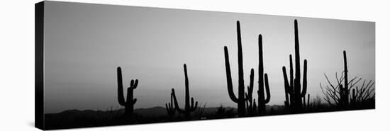 Silhouette of Saguaro Cacti (Carnegiea Gigantea) on a Landscape, Saguaro National Park, Tucson-null-Stretched Canvas