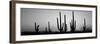 Silhouette of Saguaro Cacti (Carnegiea Gigantea) on a Landscape, Saguaro National Park, Tucson-null-Framed Premium Photographic Print