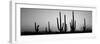 Silhouette of Saguaro Cacti (Carnegiea Gigantea) on a Landscape, Saguaro National Park, Tucson-null-Framed Premium Photographic Print