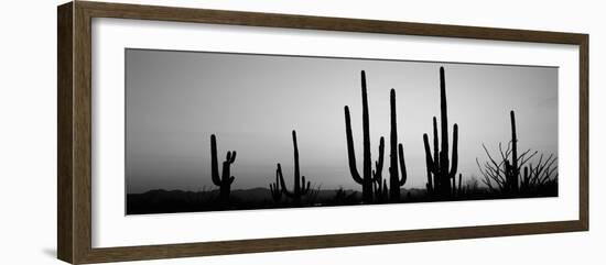 Silhouette of Saguaro Cacti (Carnegiea Gigantea) on a Landscape, Saguaro National Park, Tucson-null-Framed Photographic Print