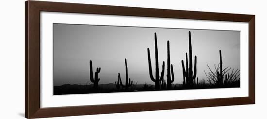 Silhouette of Saguaro Cacti (Carnegiea Gigantea) on a Landscape, Saguaro National Park, Tucson-null-Framed Photographic Print