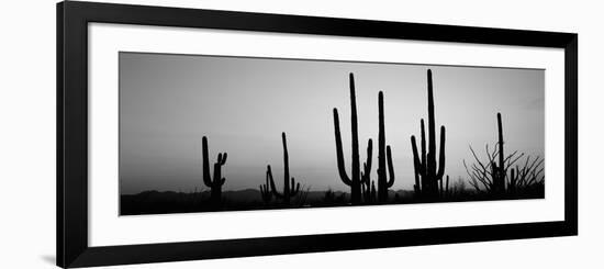 Silhouette of Saguaro Cacti (Carnegiea Gigantea) on a Landscape, Saguaro National Park, Tucson-null-Framed Photographic Print