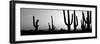 Silhouette of Saguaro Cacti (Carnegiea Gigantea) on a Landscape, Saguaro National Park, Tucson-null-Framed Photographic Print