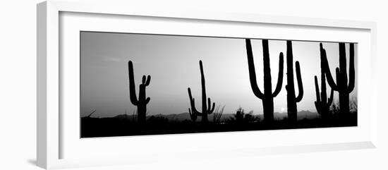 Silhouette of Saguaro Cacti (Carnegiea Gigantea) on a Landscape, Saguaro National Park, Tucson-null-Framed Photographic Print